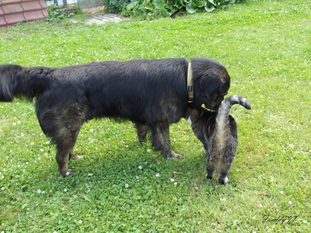 Дружная семья - Freddy 97