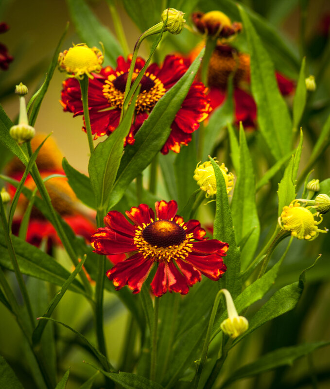 Ацидантера. - Анатолий Нецепляев