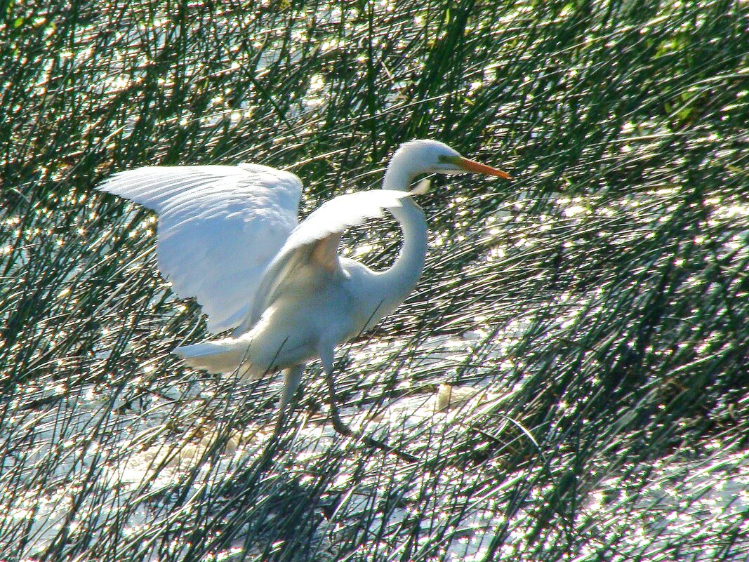 большая белая цапля - gawrilа - dan большая белая цапля - gawrilа - dan