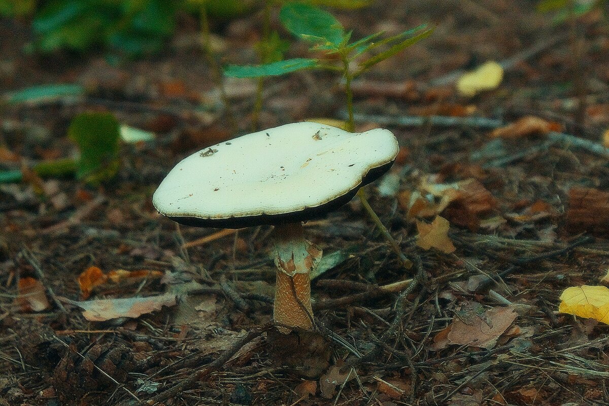 Шампиньон - Леонид leo