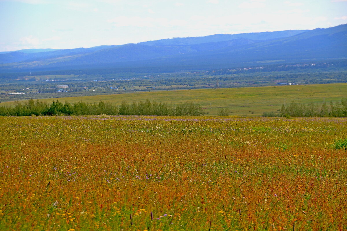 Поле - Мишель71 