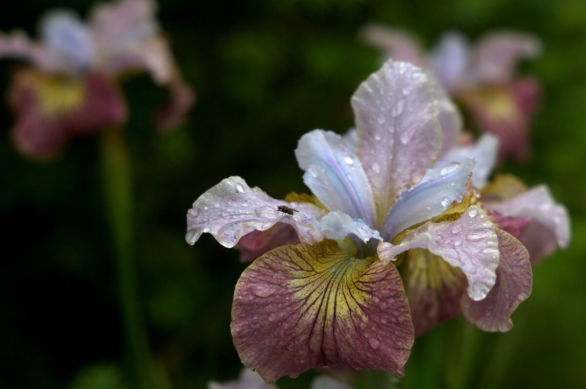 После дождя - Kventin Natabos 