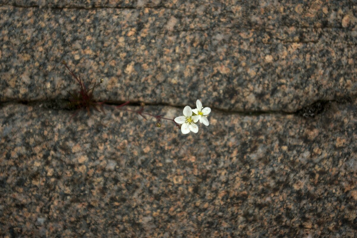 Гранит - Kventin Natabos 