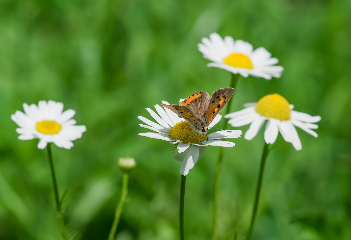 Последние теплые деньки лета.... - Sergey (Apg) Последние теплые деньки лета.... - Sergey (Apg)