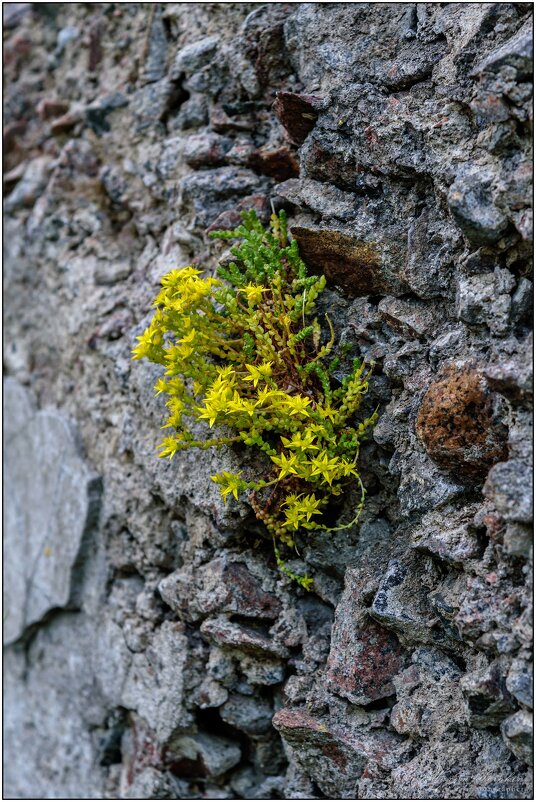 И на камнях растут цветы - Максим Сорокин
