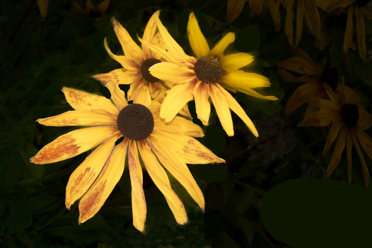 Рудбекия - Евгений 