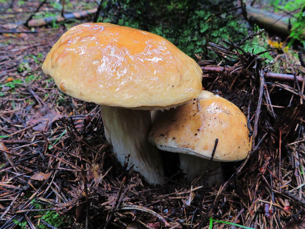 Грибной дуэт - Андрей Снегерёв