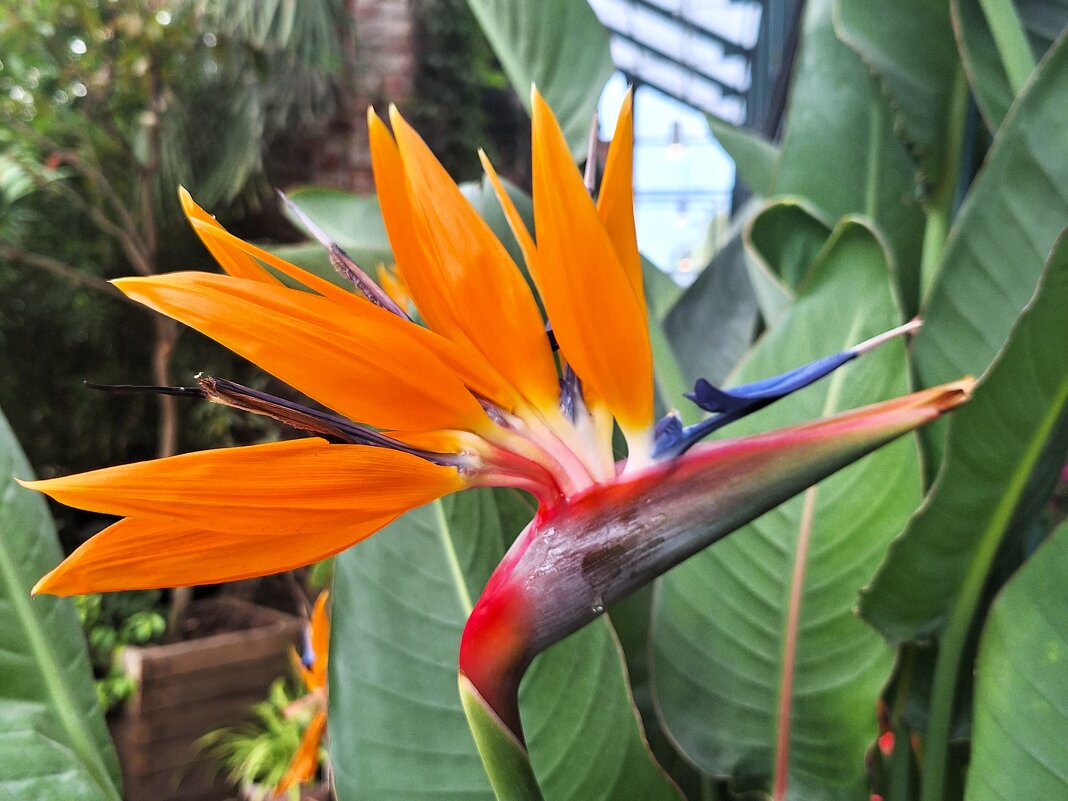 Стрелиция - Наталья 