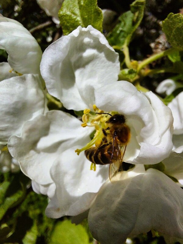 За работой - Хватова Марина 