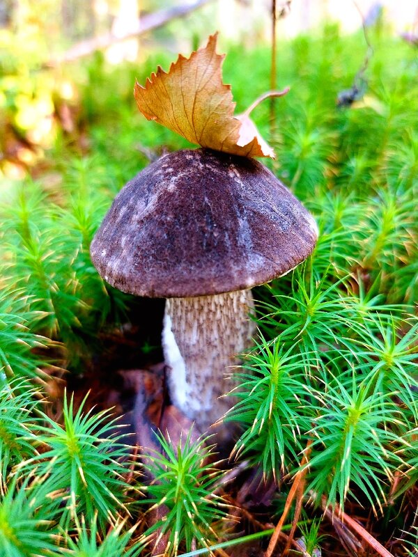 Черноголовый - Хватова Марина 