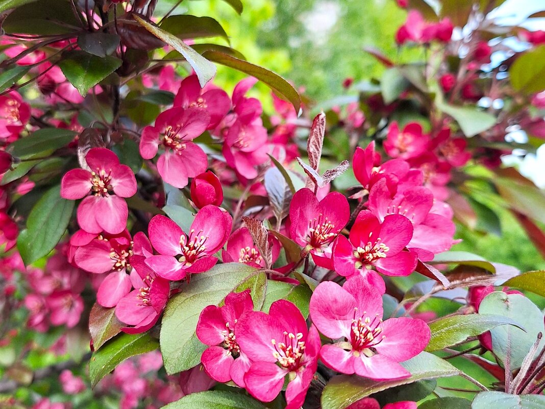 цветение - Наталья 