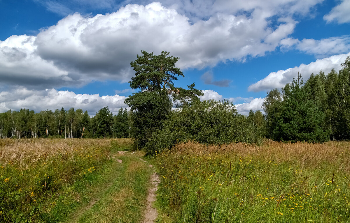 Вторая половина Августа - Андрей Дворников
