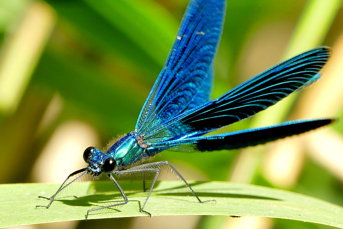 из снятого сегодня 3 - Александр Прокудин