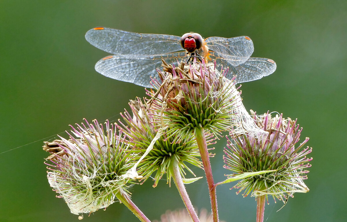 из снятого сегодня 5 - Александр Прокудин