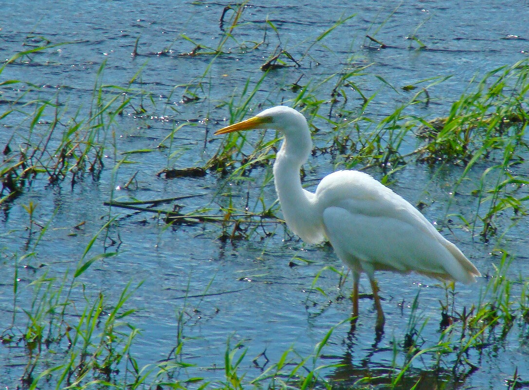 большая белая цапля - gawrilа - dan