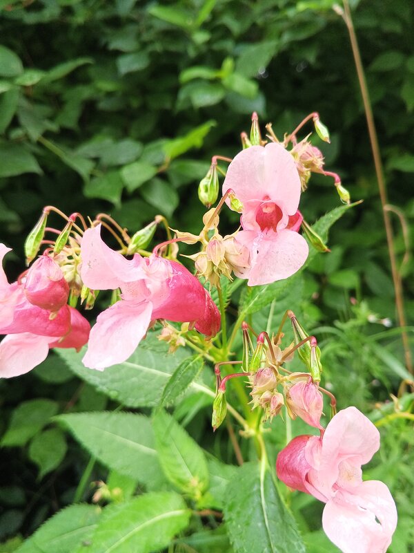 Недотрога - Сапсан 