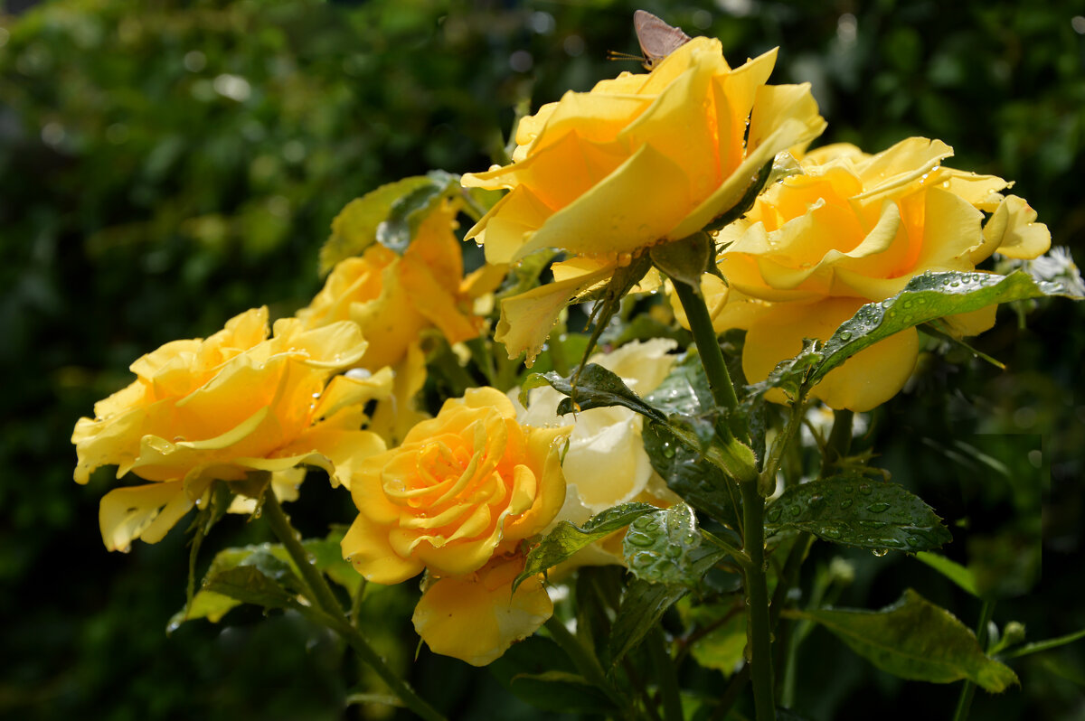 Цветы умытые дождём... - Надежда Куркина 