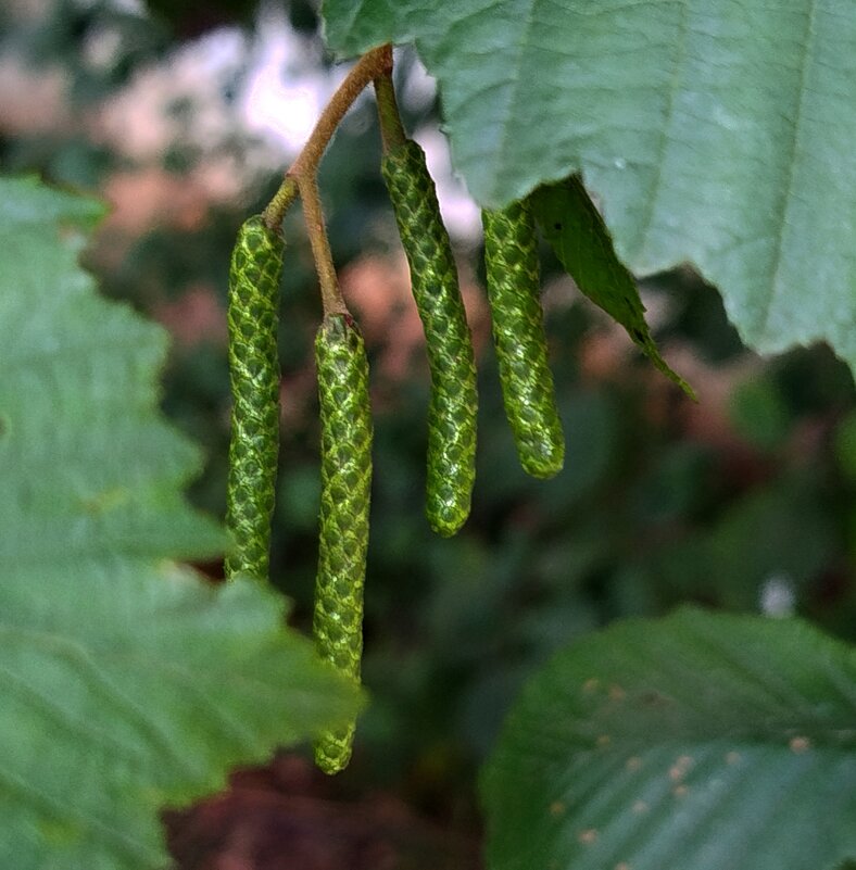 Сережка ольховая.... - светлана льдокова