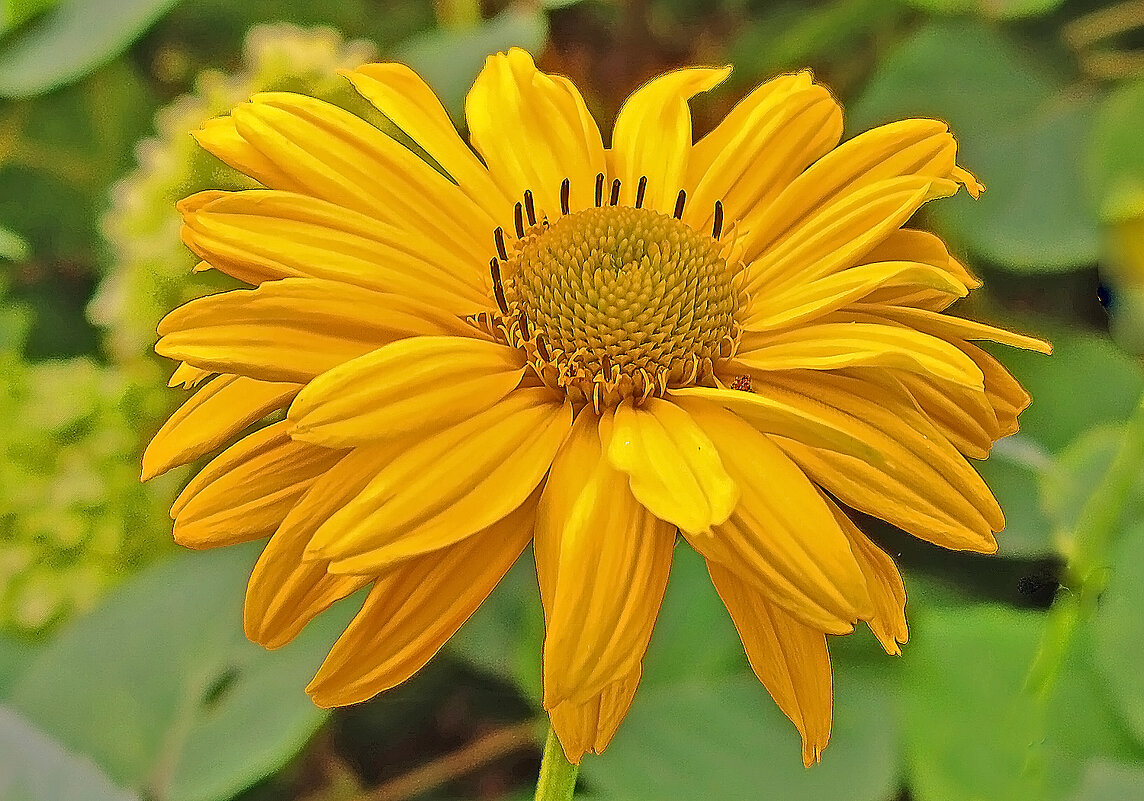 Солнечный! - Валентина  Нефёдова 