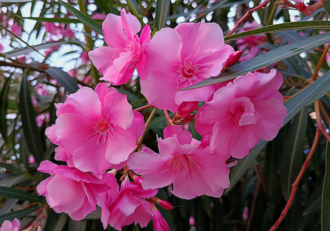 Цветы Абхазии! - Валентина  Нефёдова 