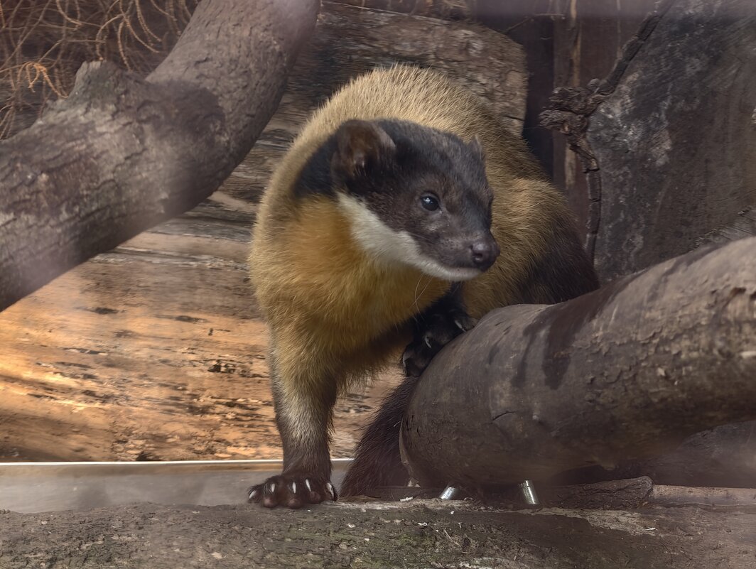 Харза - <<< Наташа >>>