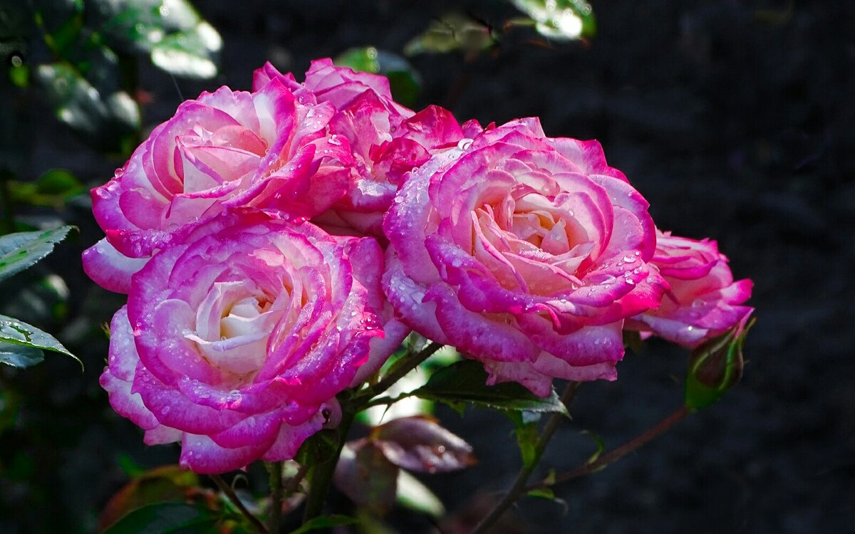 Ещё цветут на городских клумбах розы. - Милешкин Владимир Алексеевич 