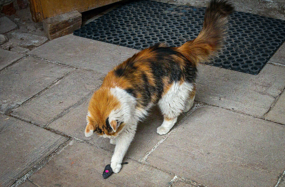 Трёхцветная кошка - Aleksey Afonin