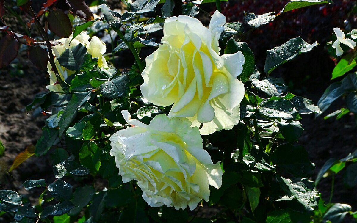 Розы на городской клумбе. - Милешкин Владимир Алексеевич 