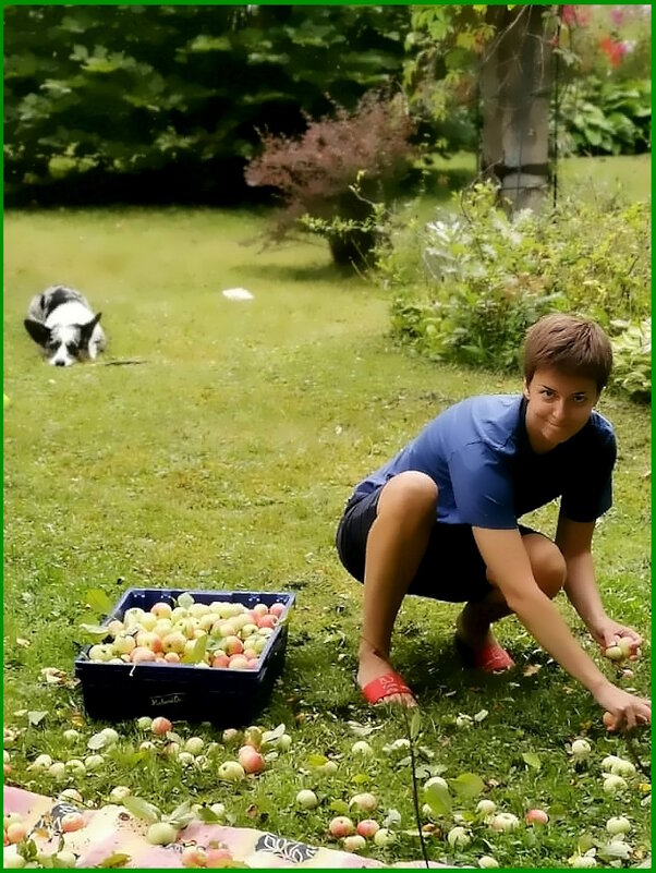 Сбор урожая. - Ольга Довженко