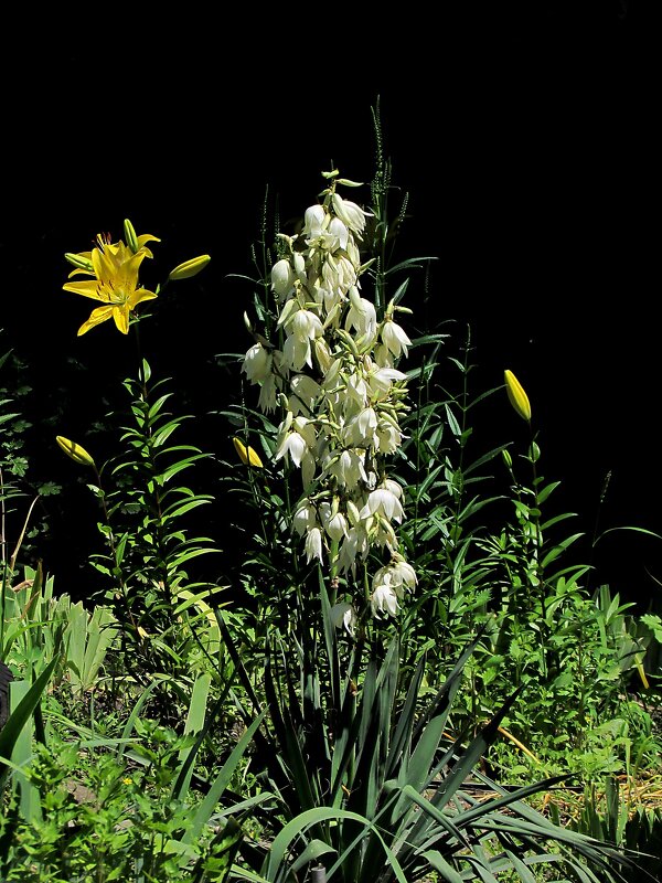 Летние цветы - Роман Савоцкий