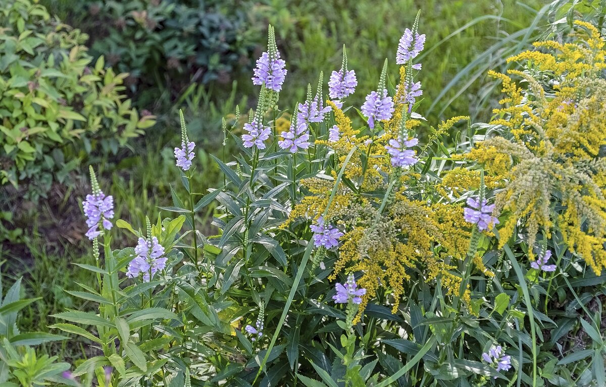 Цветы на газоне - Валерий Иванович
