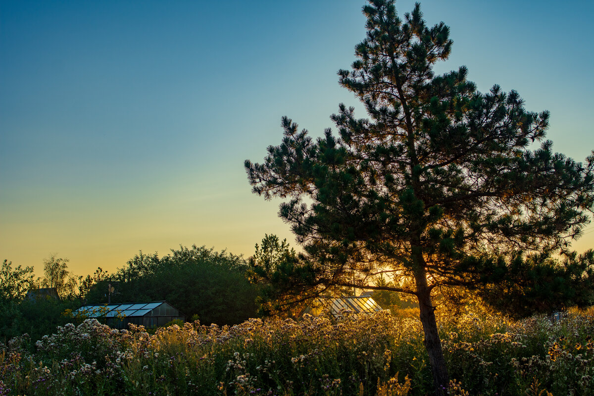 Рассвет - Петр 