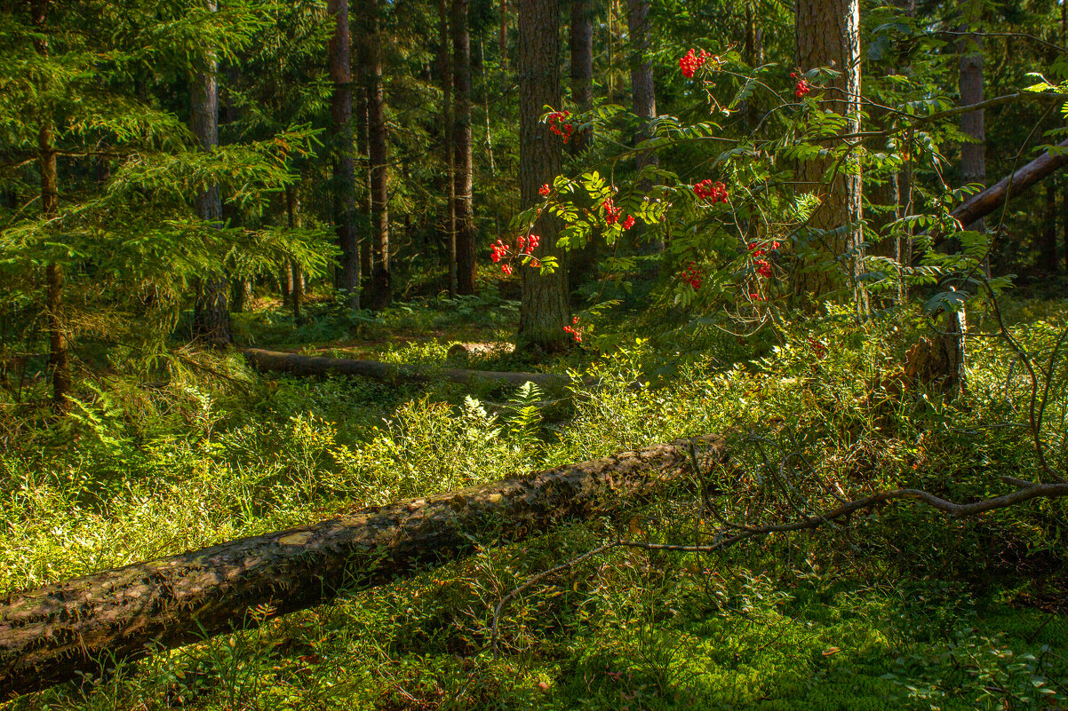 На солнечной поляночке. - Михаил "Skipper"