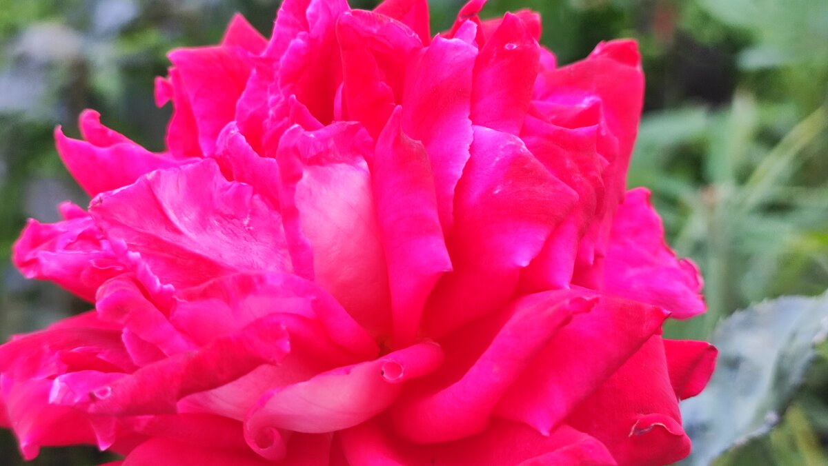 ,, - Сергей Тимоновский