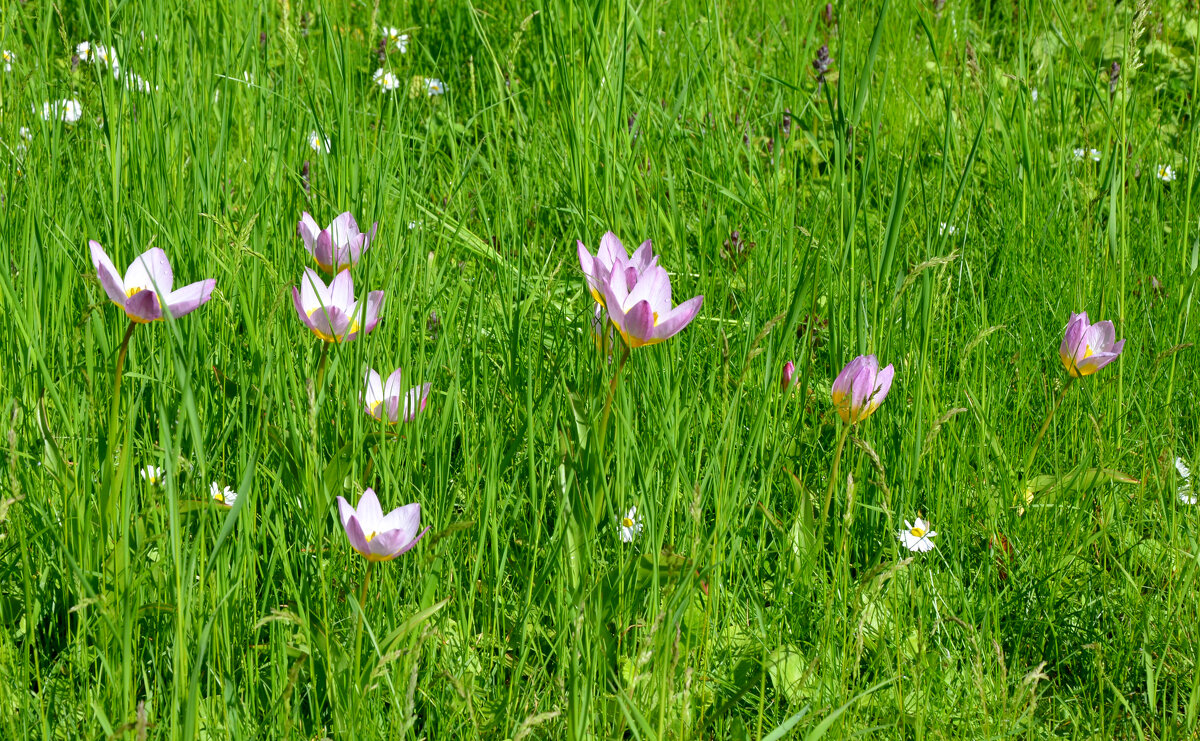 Весна в Ботаническом... Май. - Наташа *****