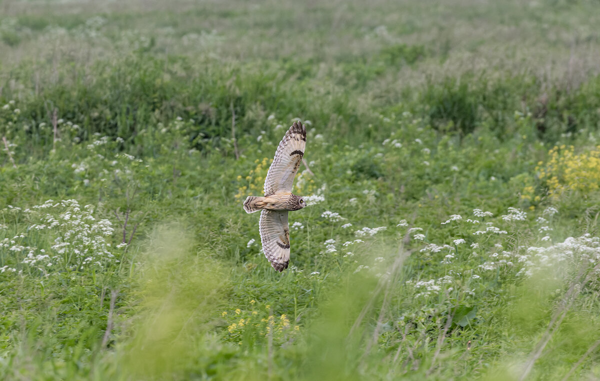 сова болотная - юрий макаров