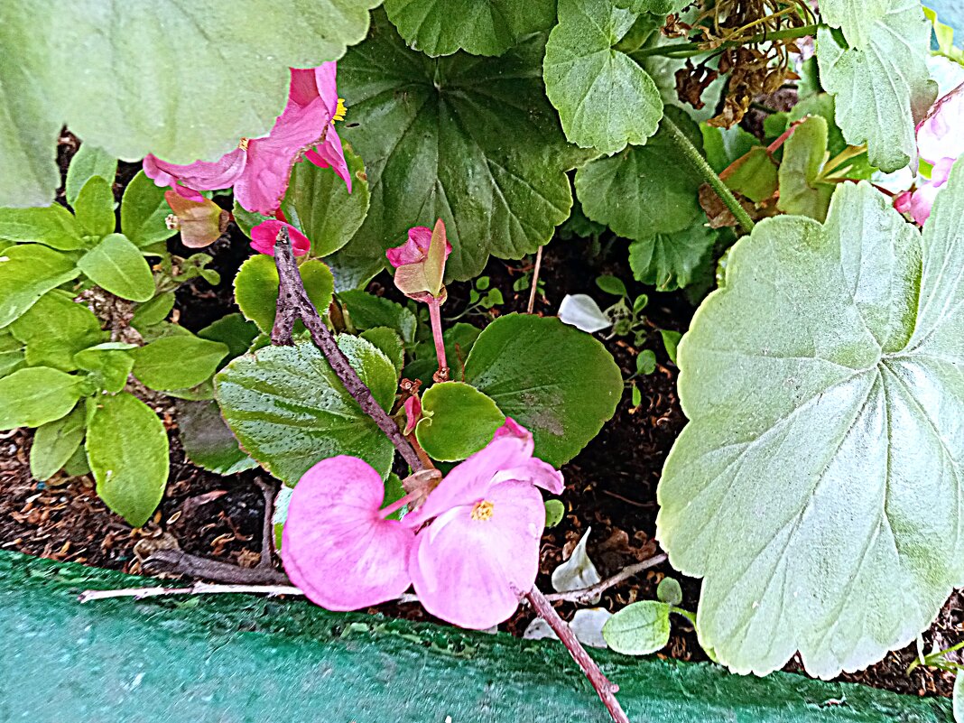 Цветы. - Владимир Драгунский