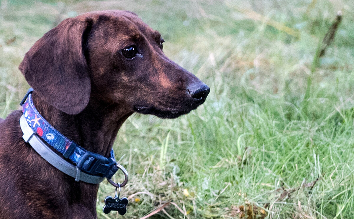 *** - Владимир Безбородов *** - Владимир Безбородов