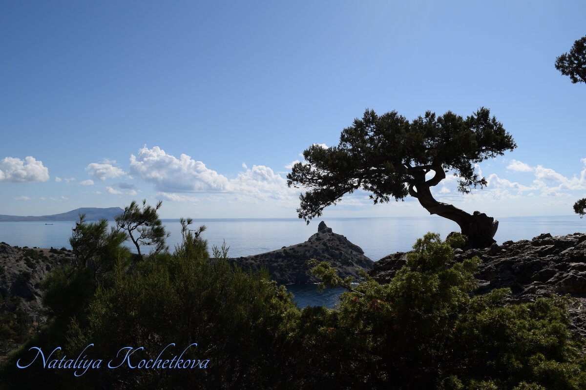 Природа Крыма - Amazing Cosmea