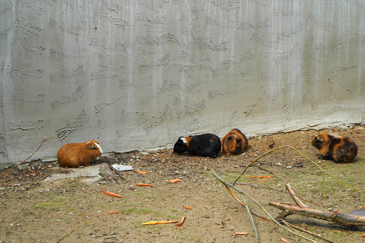 МОРСКИЕ_СВИНКИ_У_СТЕНЫ - Сергей Янович Микк