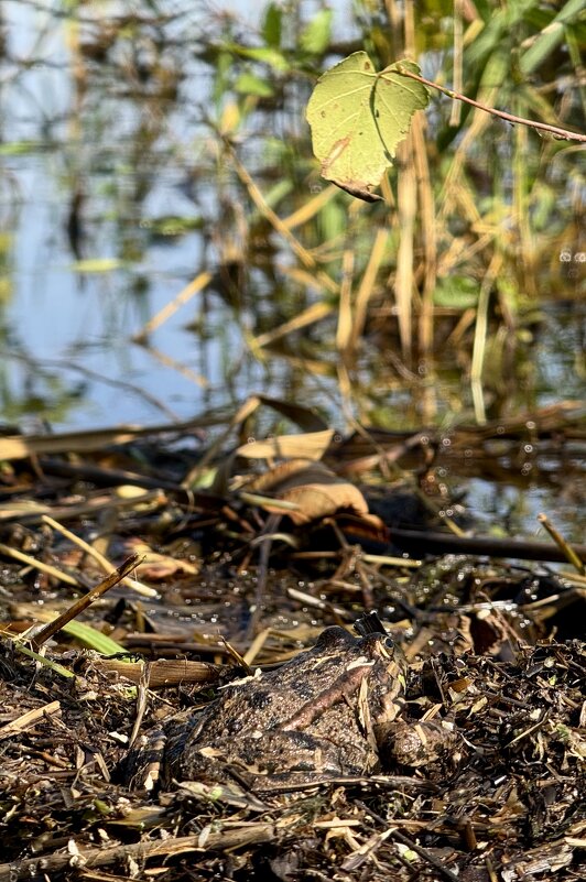 Мимикрия в действии. - Сергей Адигамов