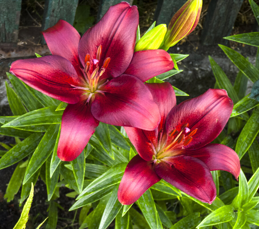 Наши лилии Тачстоун - Валентин Семчишин