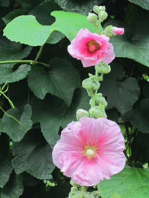 Мальва - Дмитрий Никитин