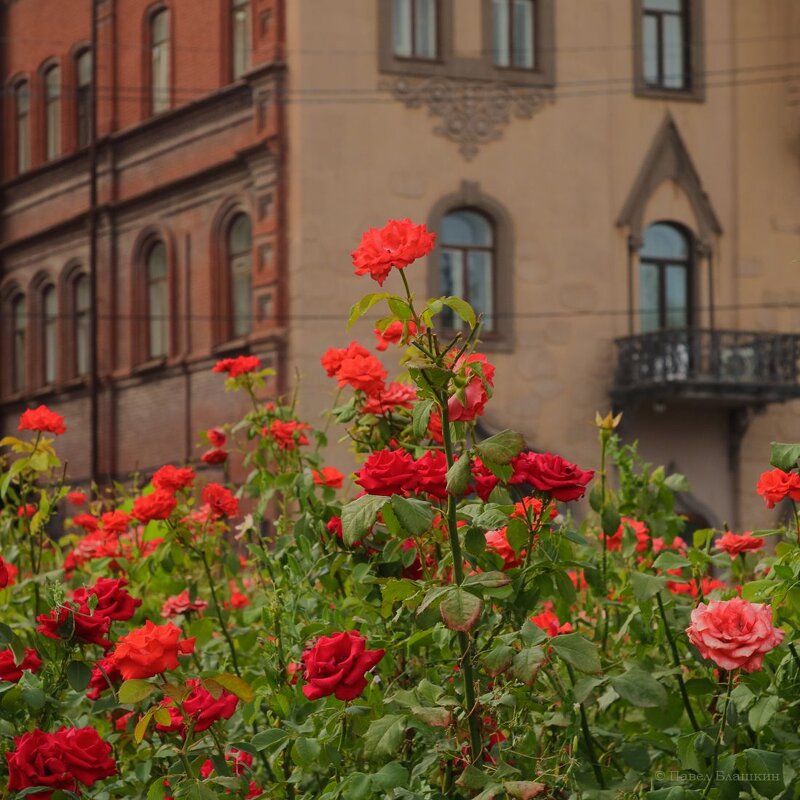 Городские цветы - Pavel Blashkin