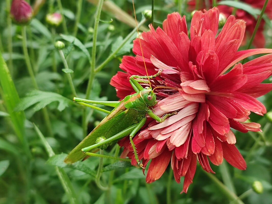 Кузнечик - Валентина Богатко 