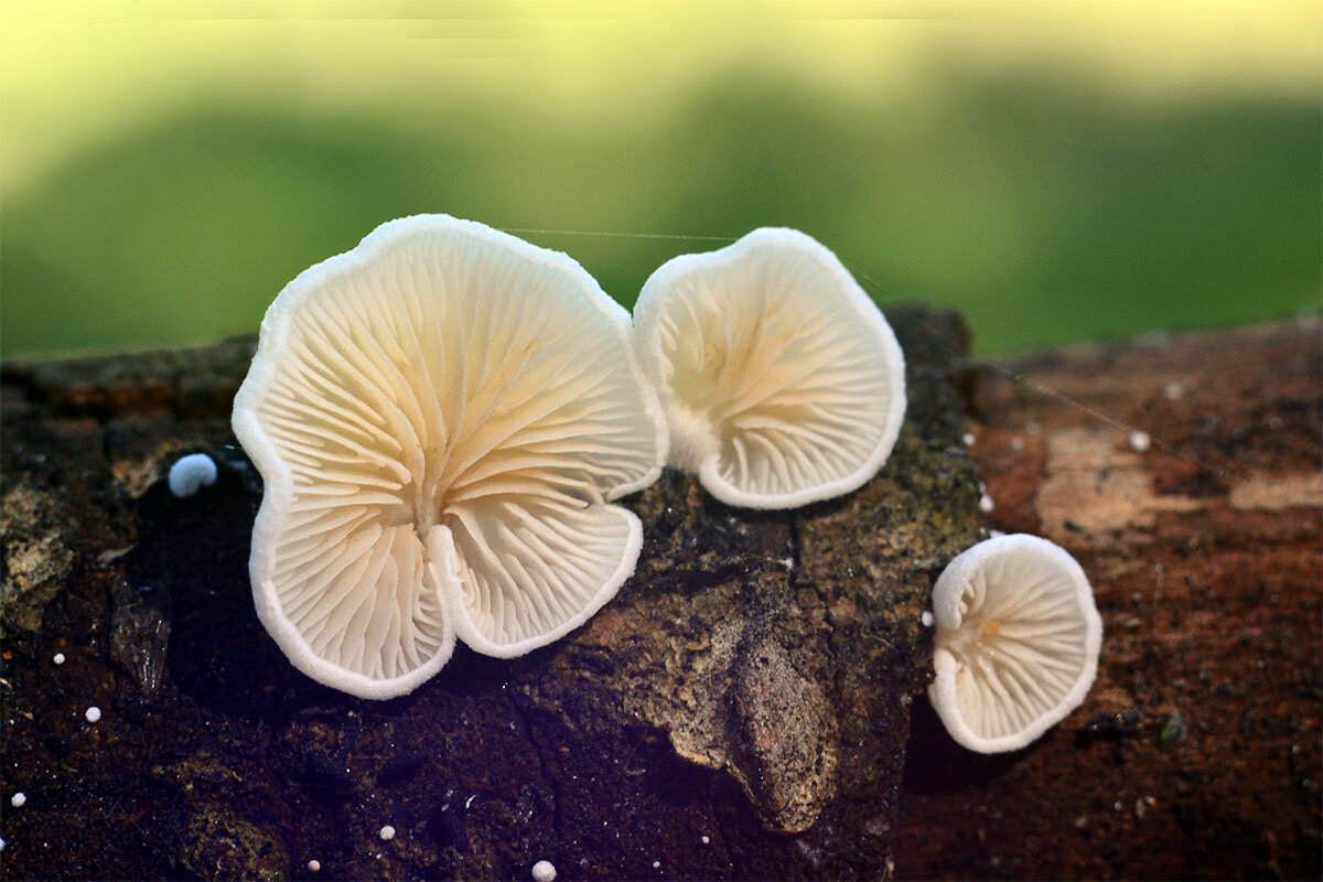 Крепидот разворачивающийся - Геннадий Супрун