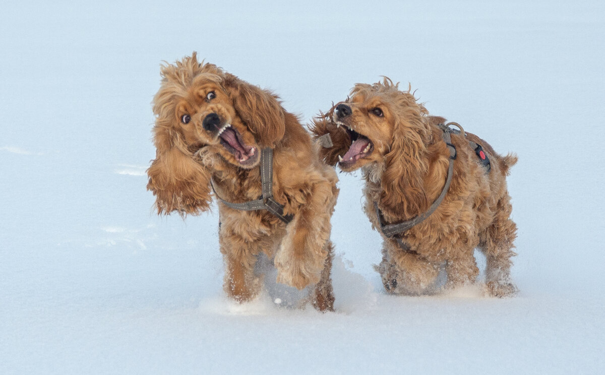 Зимние прогулки с собаками. - Павел Харлин Зимние прогулки с собаками. - Павел Харлин