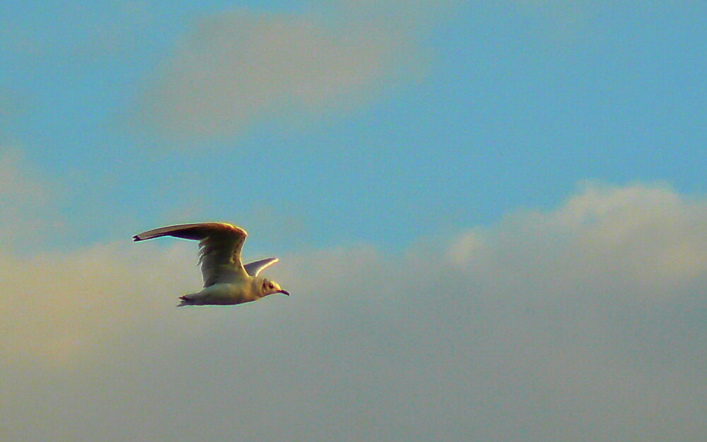 *** - Владимир Насыпаный 