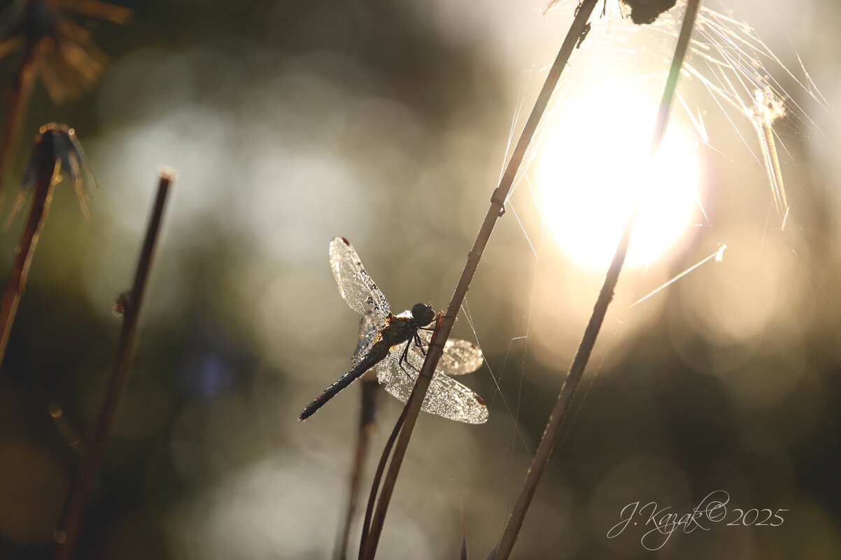 *** - Елена Kазак (selena1965) *** - Елена Kазак (selena1965)