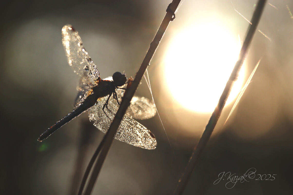 *** - Елена Kазак (selena1965)